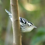 Ken F Tracey - Black and white Warbler