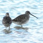 Ken F Tracey - Long-billed Dowitcher