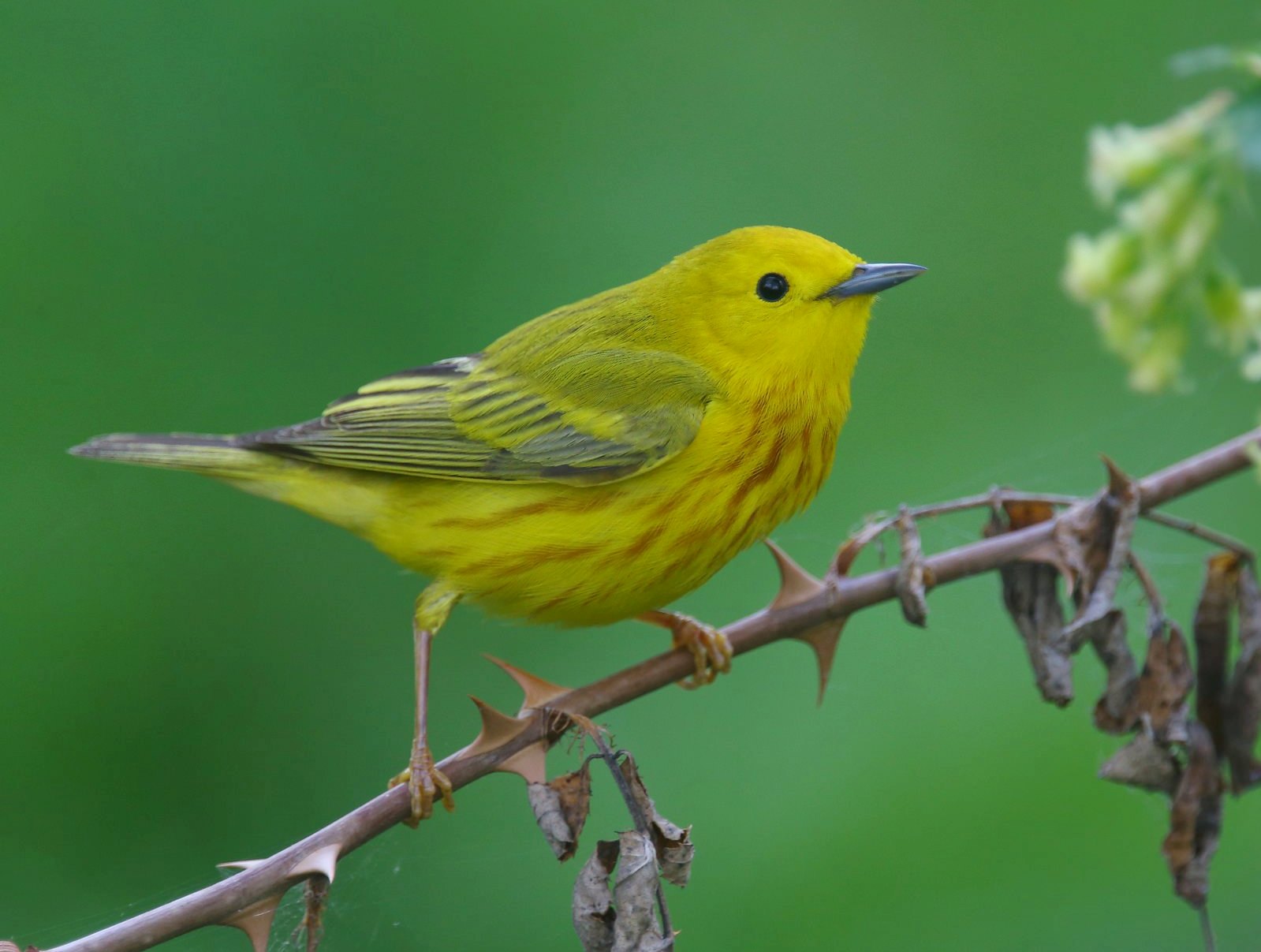 yellow warbler immature